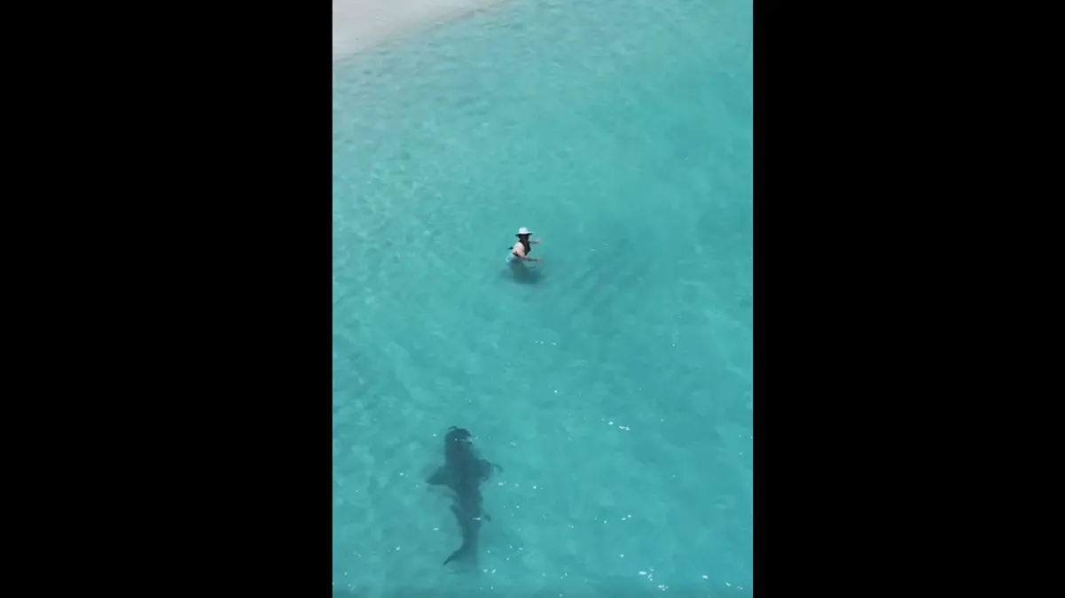 Dron graba a un tiburón acercándose a bañistas en una playa