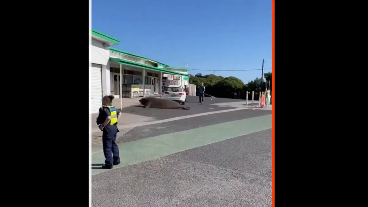Foca sorprende a habitantes de una comunidad en Australia al pasearse por la calle