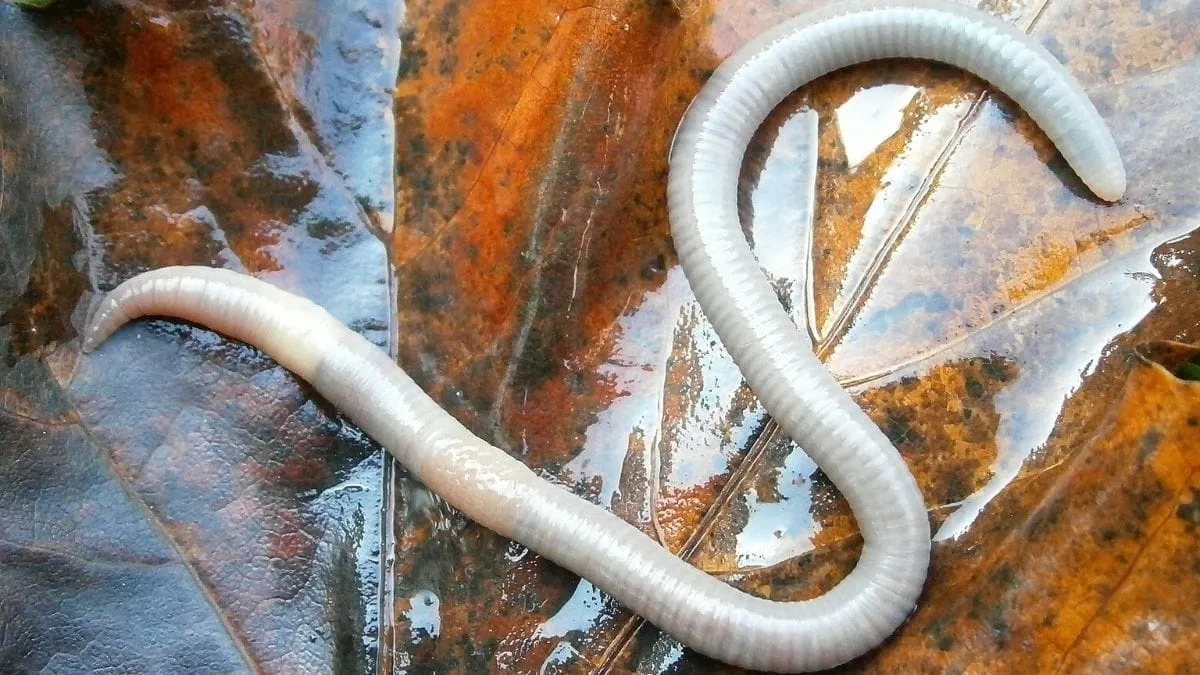 Los parásitos están desapareciendo y eso debería preocuparnos