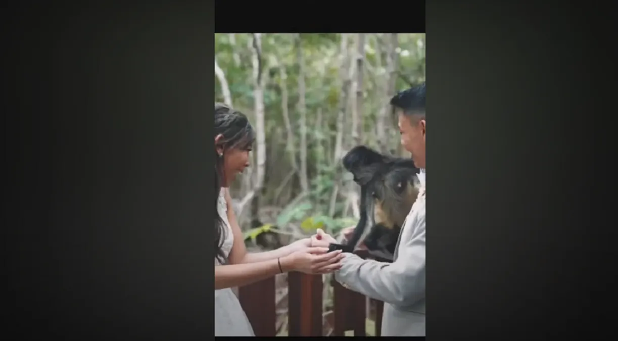Un mono intervino en sesión de fotos de una boda y posó con los novios