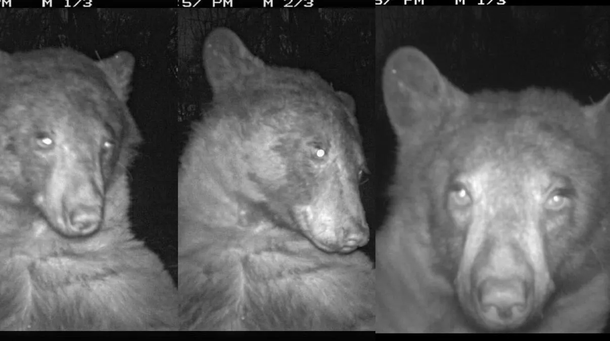 Un oso se viralizó luego de tomarse fotos en un parque de Colorado