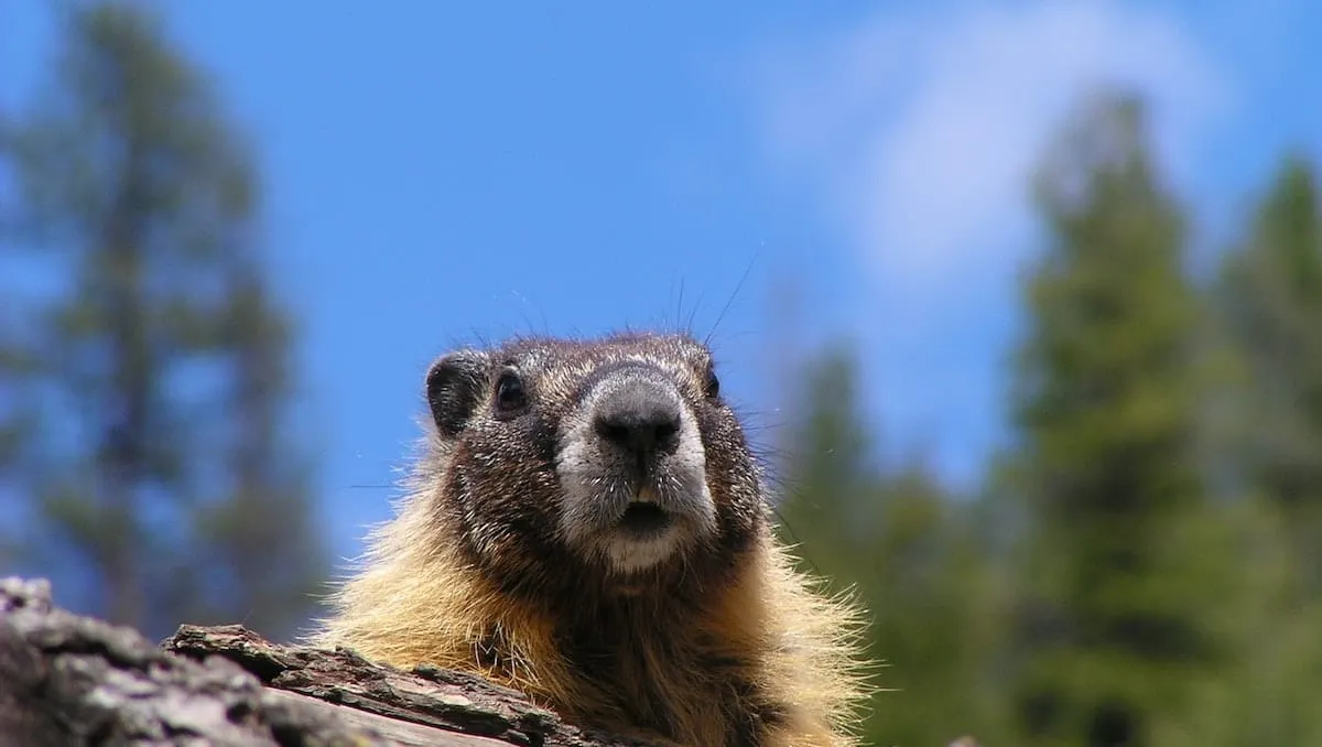 día de la marmota