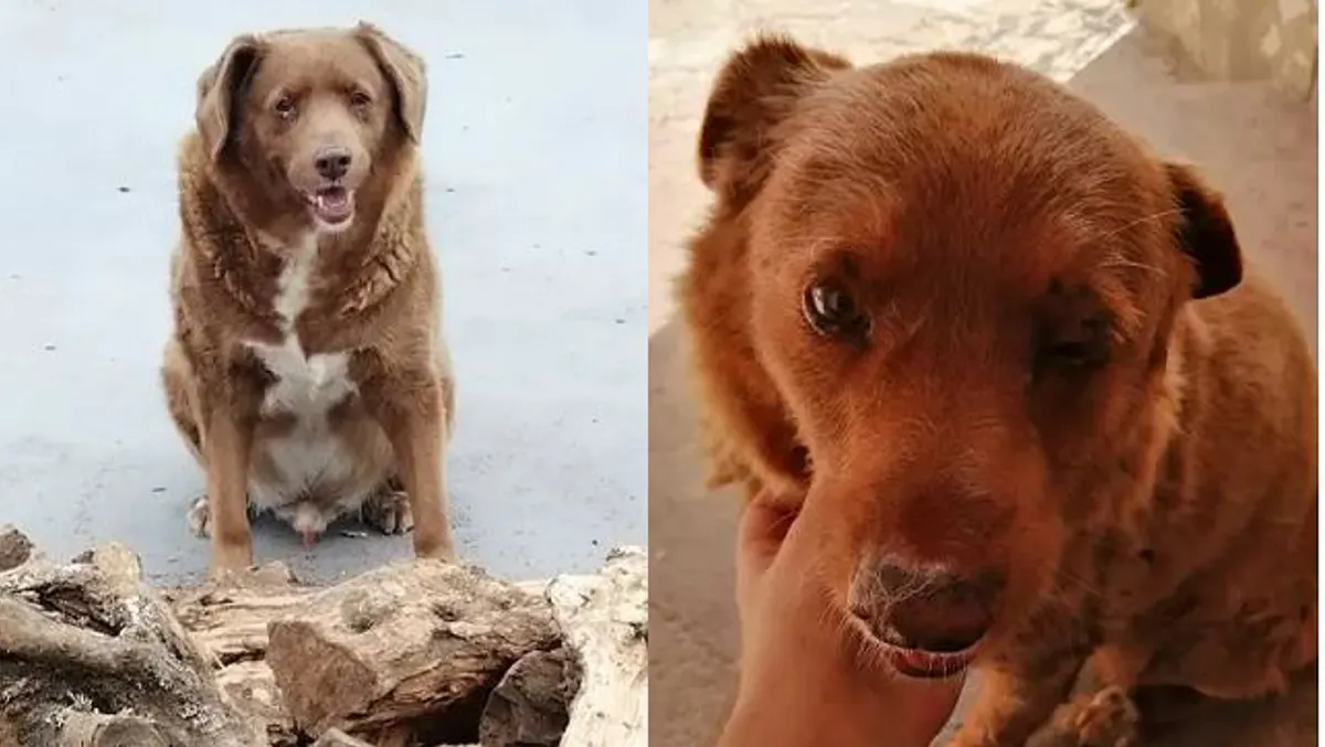 Nuevo récord, Bobi es el perro más viejo del mundo tras llegar a los 30 años