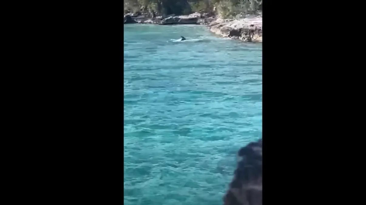 Perrito se viraliza en redes por ahuyentar a un tiburón frente a turistas