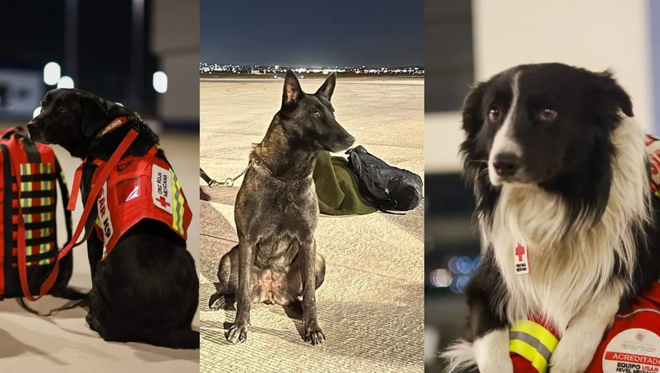 Perritos de rescate de México ayudarán en Turquía y Siria