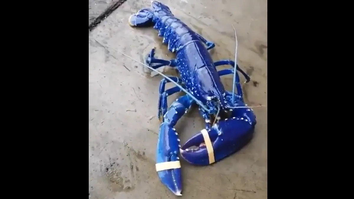 Pescador capturó una langosta azul en las costas de Irlanda del Norte