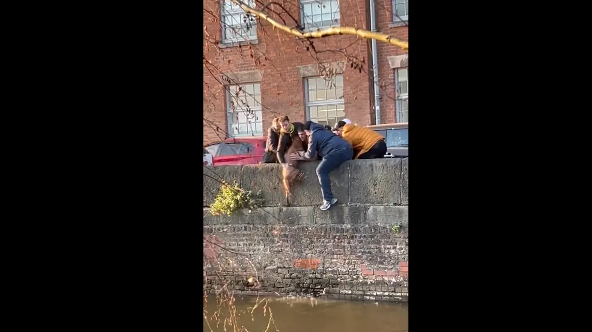 Siete jóvenes unieron fuerzas para rescatar a un perro que cayó en canal de Manchester