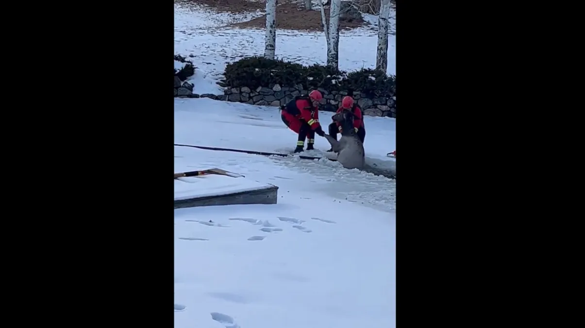 Socorristas rescatan a un alce que cayó dentro de un estanque congelado en Colorado