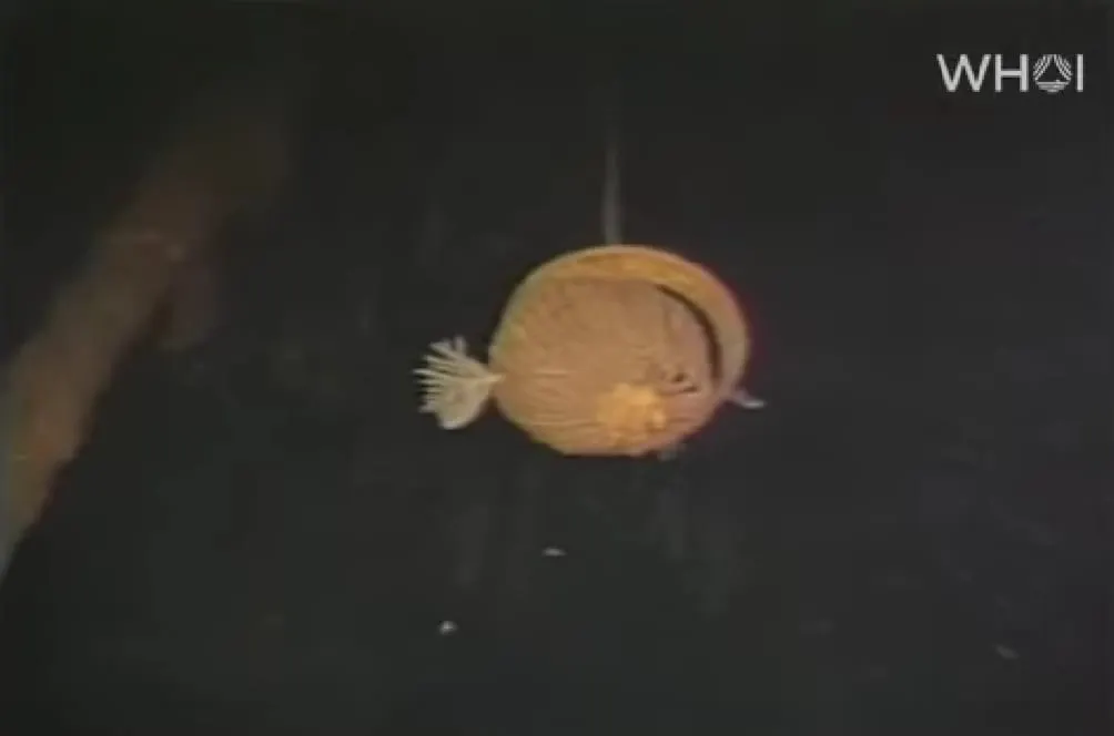 Revelan nuevo video con imágenes inéditas del Titanic