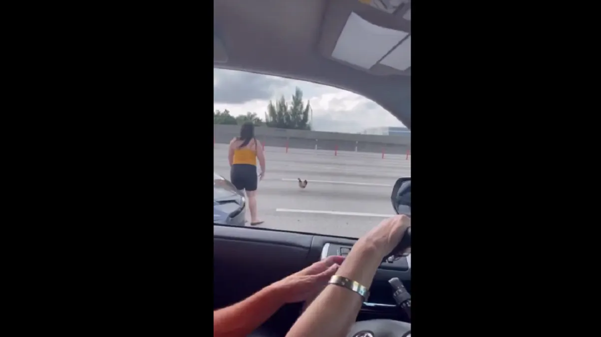 Un gallo detuvo el tránsito en la autopista Palmetto de Miami