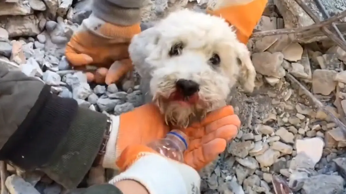 Videos de las mascotas rescatadas tras los dos terremotos en Turquía y Siria