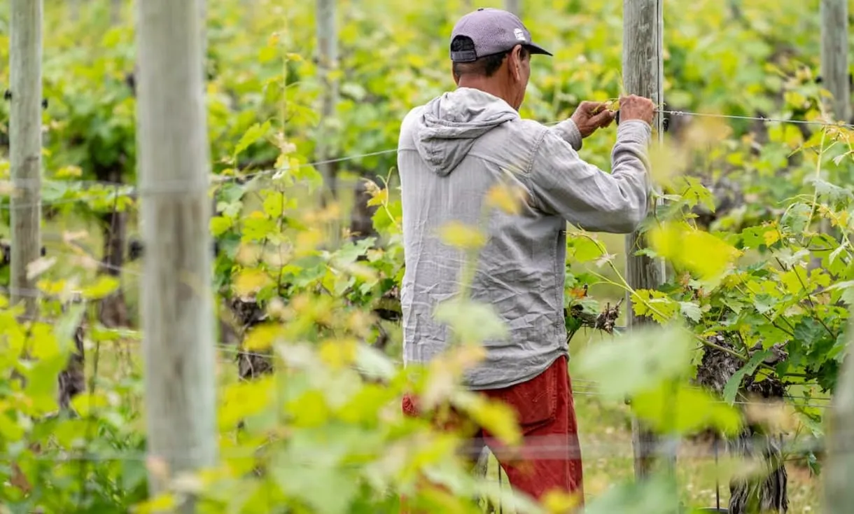 Condenan a 10 años de cárcel a empresario que explotó a migrantes con visa de trabajo temporal