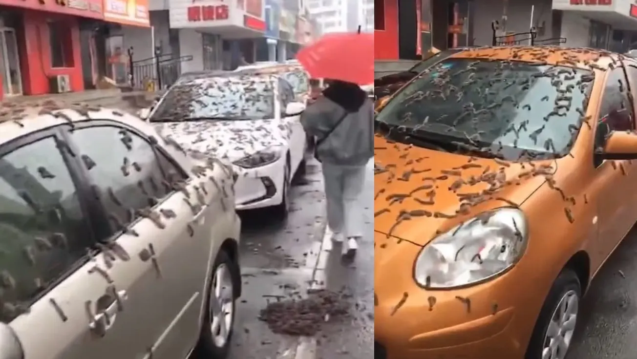 Lluvia de gusanos en China enciende alarmas en la población