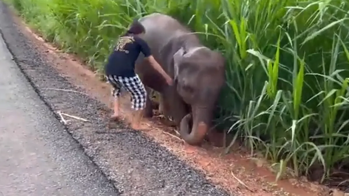 Mujer ayudó a un elefante a salir del lodo y el animal le agradeció