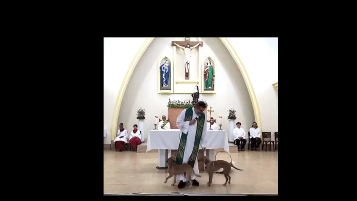 Perritos entran a una misa en Brasil y se viralizan por lo que hicieron