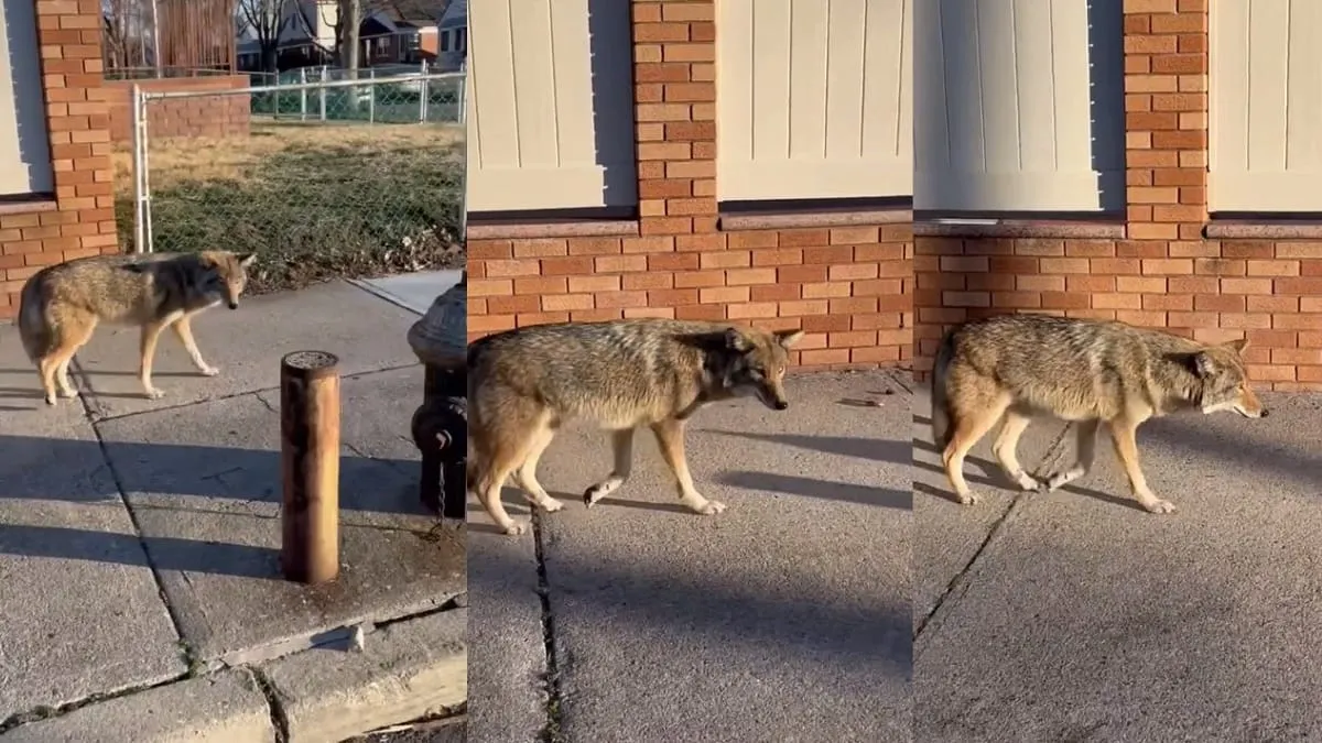 Se viraliza video de un coyote paseando en las calles de Queens, Nueva York