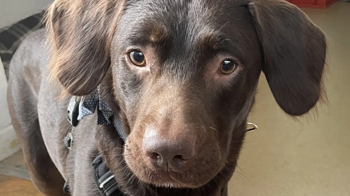 Coco: el primer perro tratado por alcoholismo