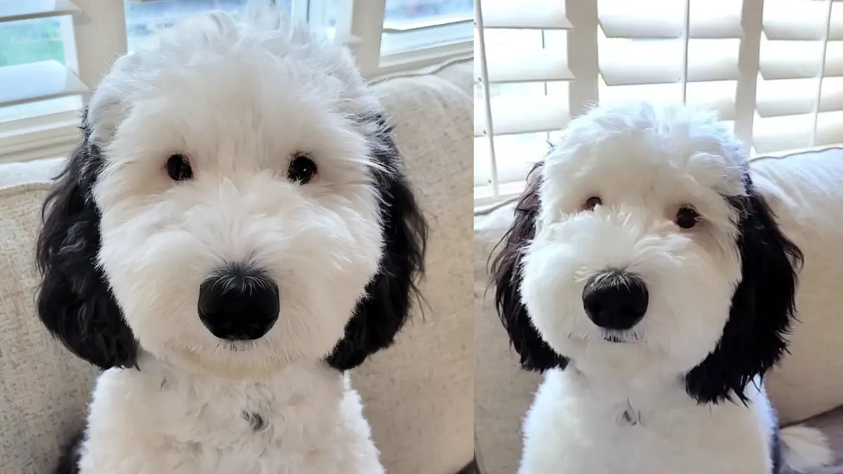 El parecido de este perro con Snoopy lo viralizó en las redes