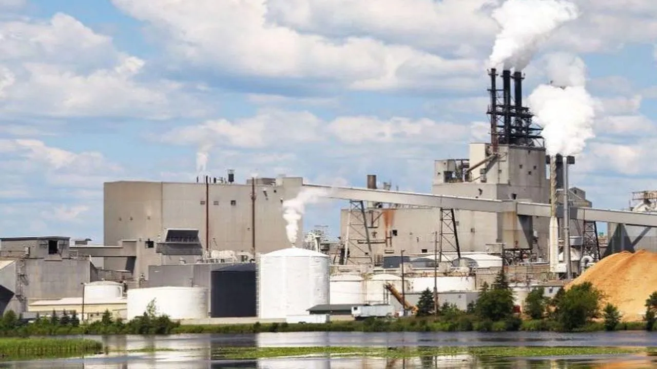 hongo fábrica de papel