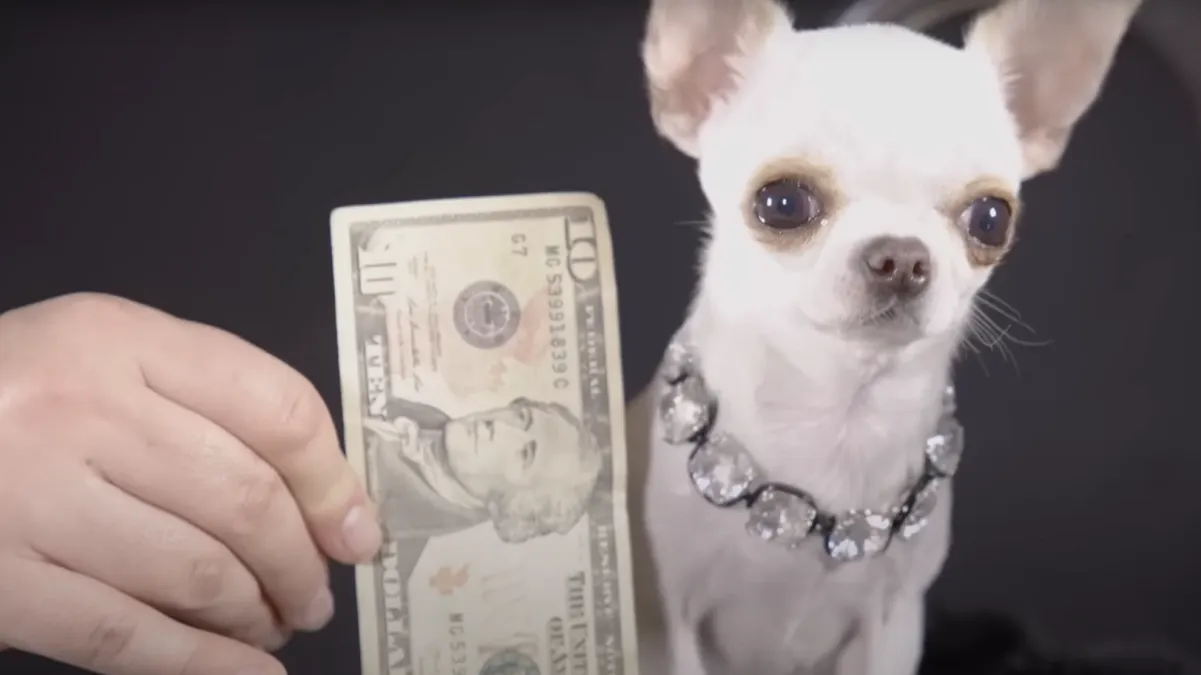 Pearl, la perrita más pequeña del mundo, mide casi lo que un billete de un dólar