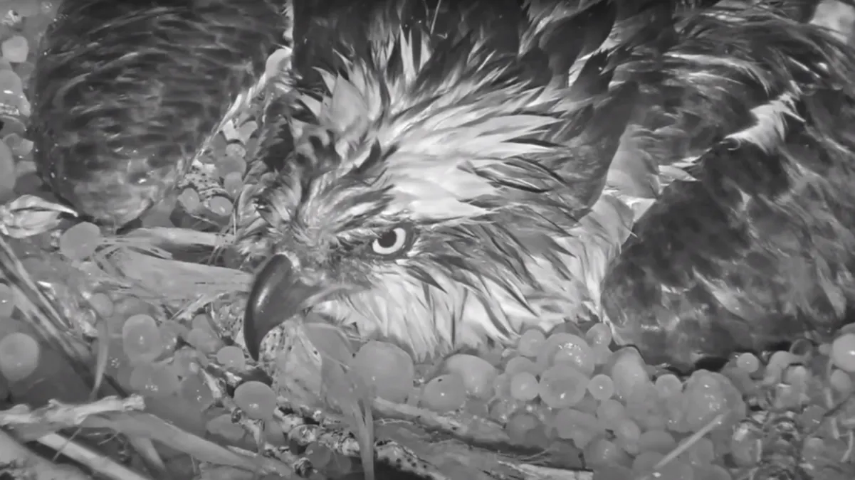 Águila pescadora protege sus huevos durante tormenta con granizo