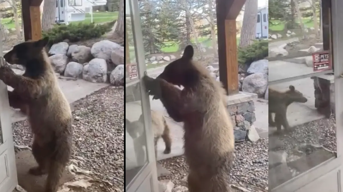 Captado en video oso abre la puerta e intenta entrar a una casa en Colorado