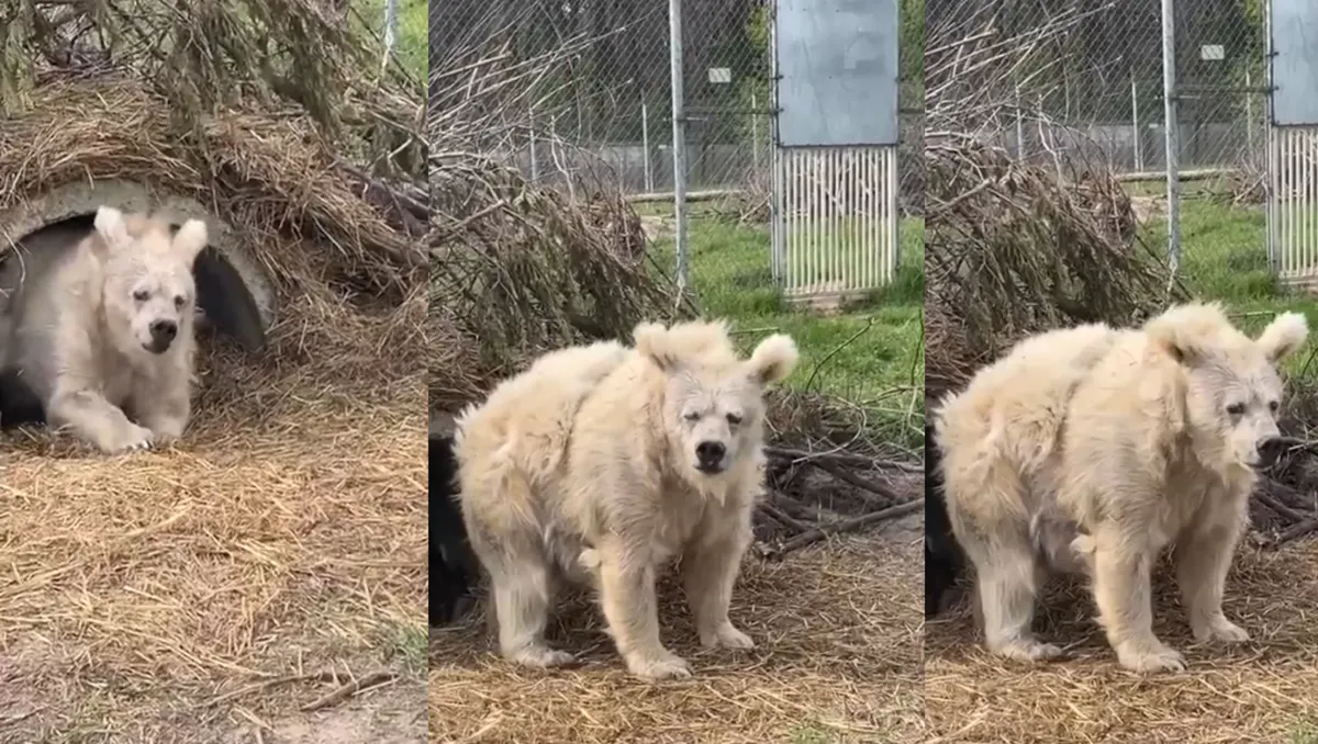 Este es el video de un oso saliendo de hibernar con el que todo Twitter se identifica