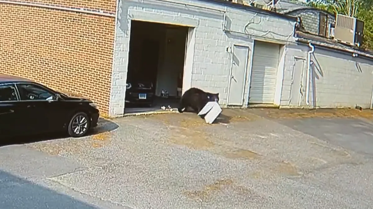 Oso se roba 60 cupcakes de una pastelería en Connecticut y se viraliza