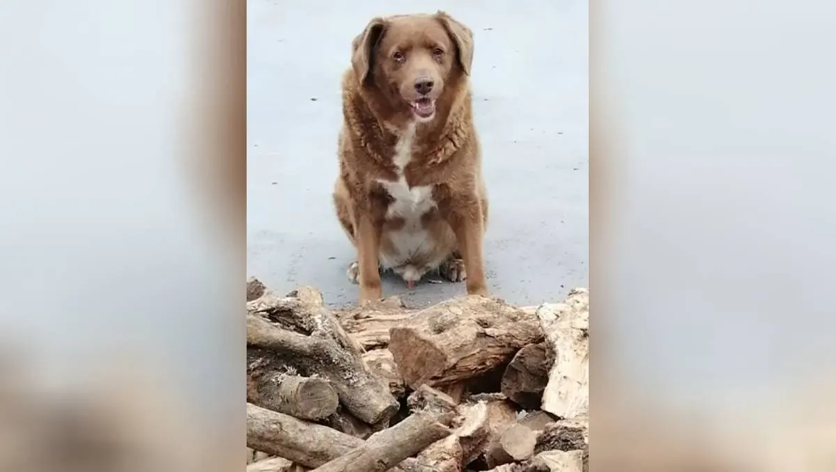 Bobi, el perro más anciano del mundo
