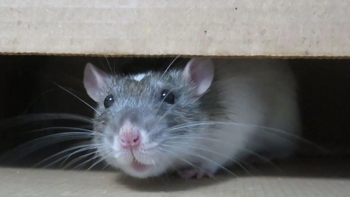 Autoridades sanitarias de Arizona advierten sobre un aumento de casos de virus que se contagia por roedores