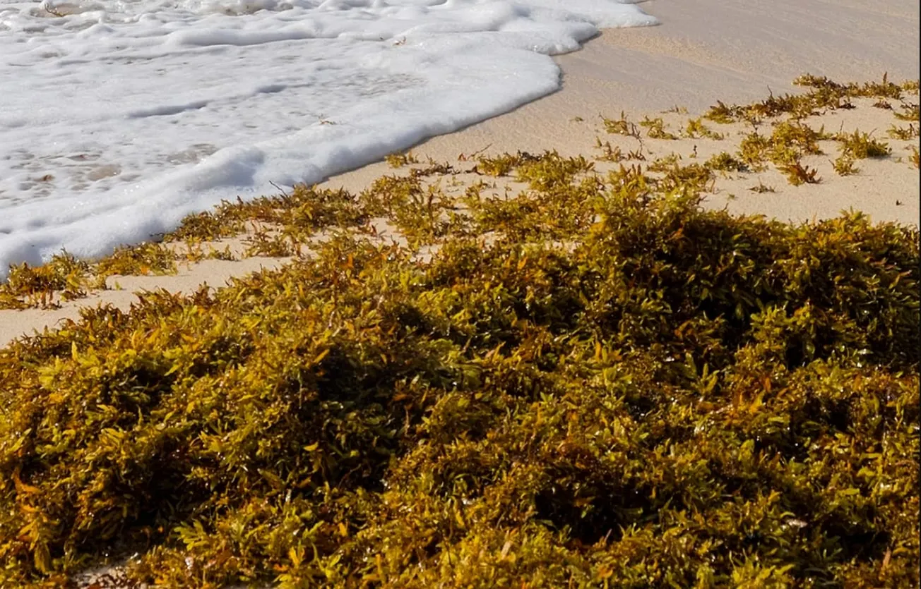 Bacterias carnívoras en algas de Florida