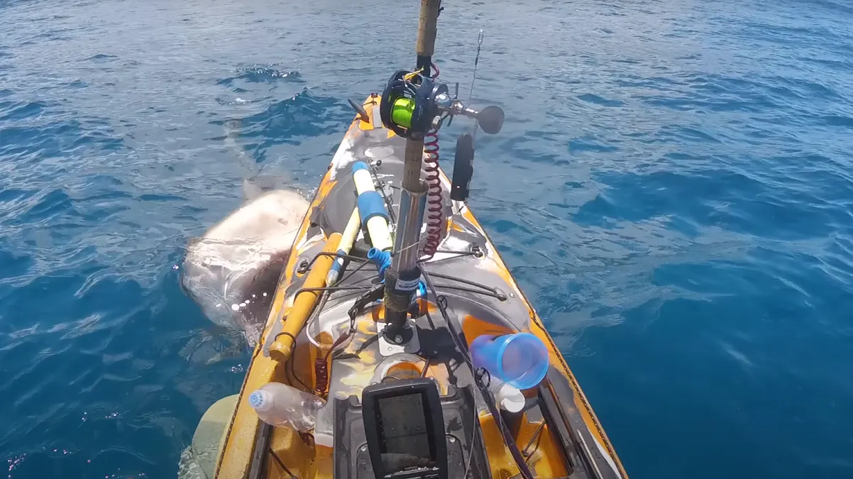 Tiburón atacó kayak de pescador en Hawái