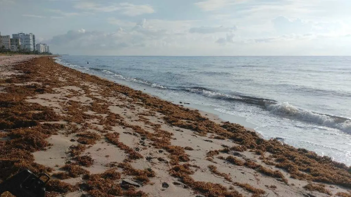 Huracanes desatan brote de Vibrio vulnificus en Florida