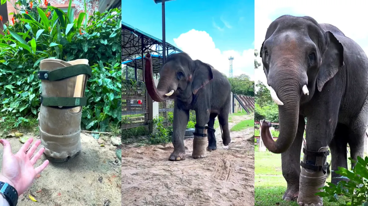 Así es la prótesis que le permitió al elefante Chhouk volver a caminar
