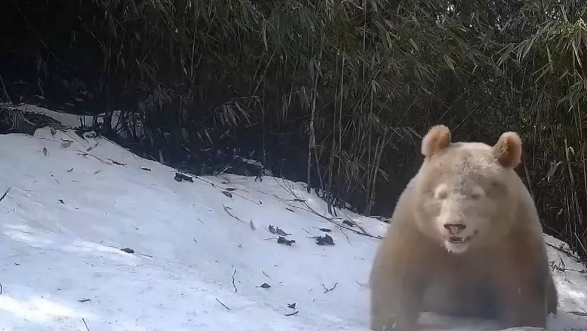 Así se ve el único oso panda albino conocido en el mundo