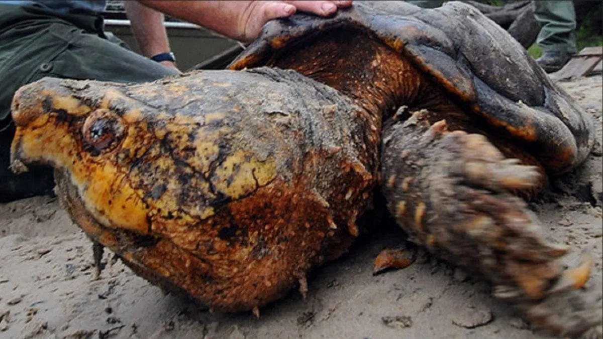 Biólogos descubren tortugas caimán en una zona de Florida