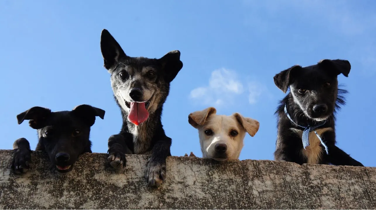 Científicos aprueban la dieta vegana para perros, ¿cómo es?