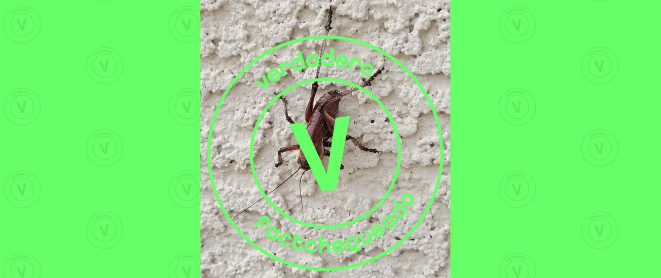 Sí, hay una infestación de grillos mormones en Nevada y no es la primera vez que pasa