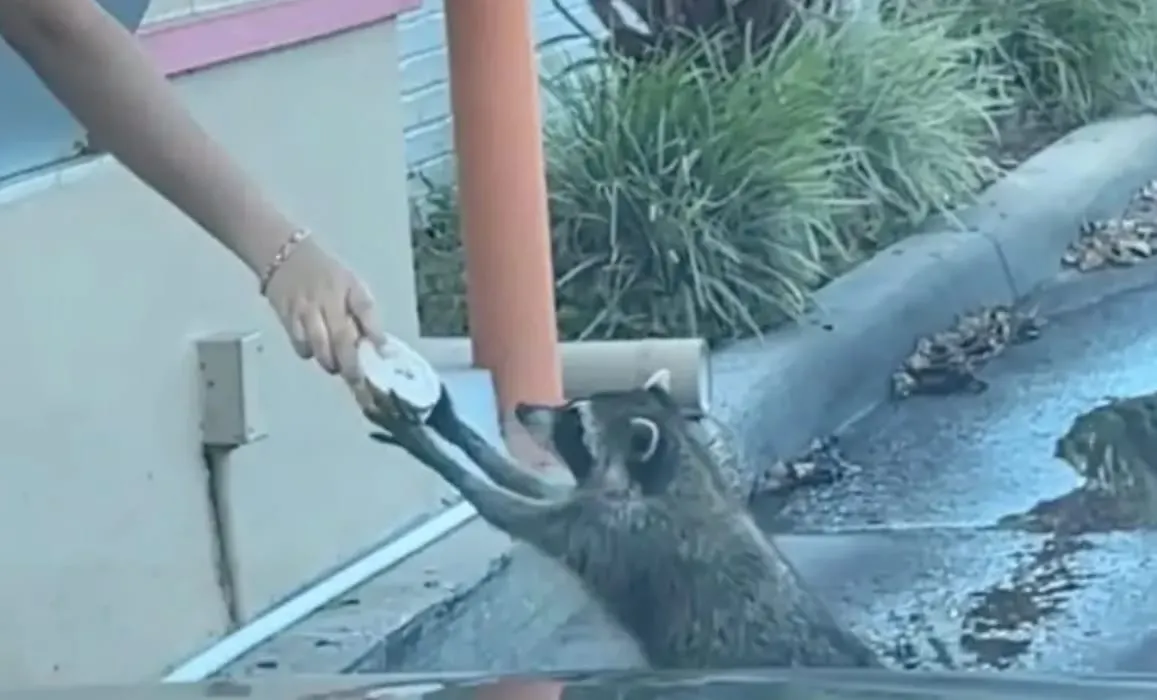 mapache dunkin tiktok