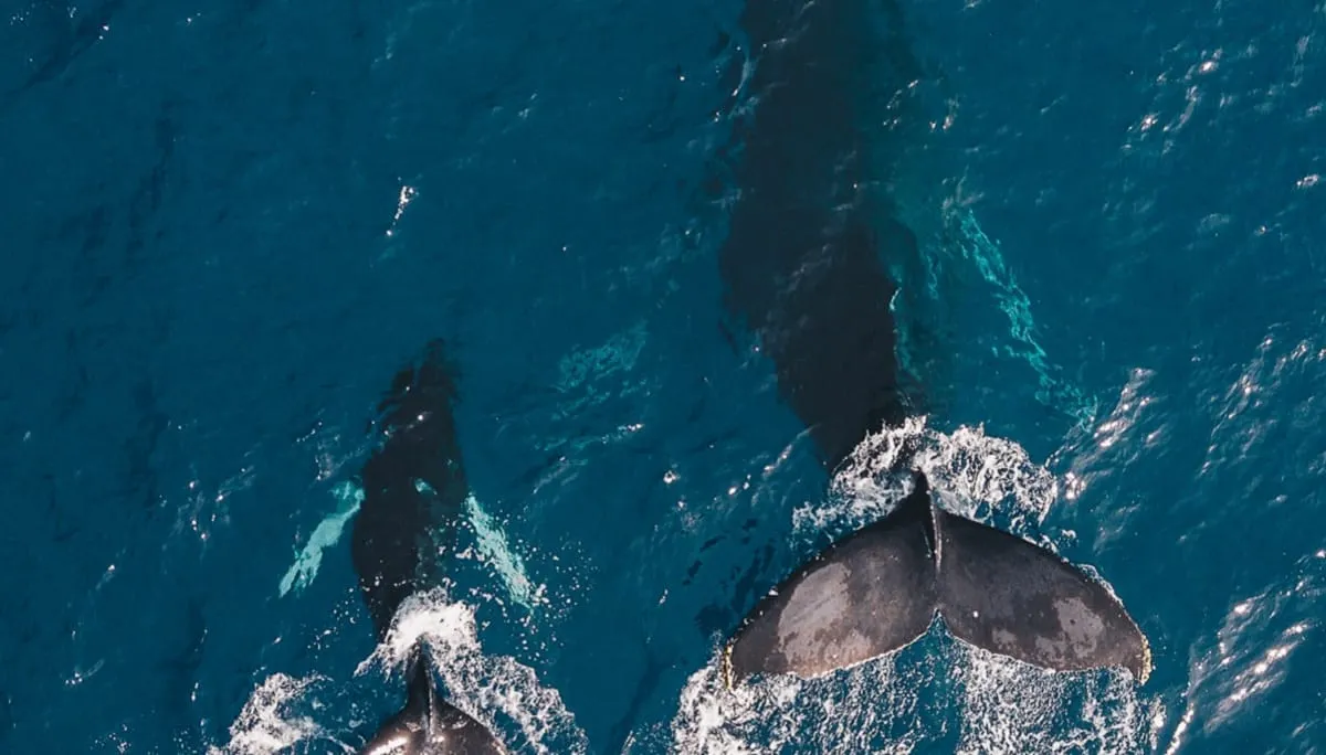 Orca pide ayuda a tripulantes de un barco para salvar a su mamá que estaba atrapada en plásticos