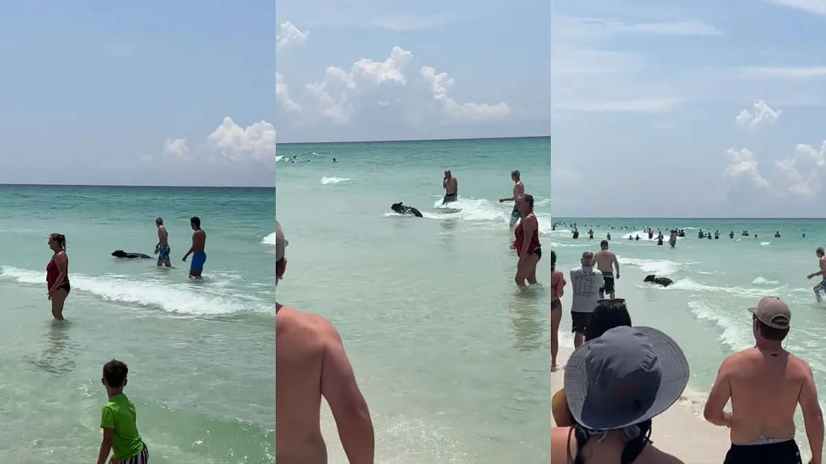 Un oso negro sorprende a bañistas en una playa de Florida estaba nadando