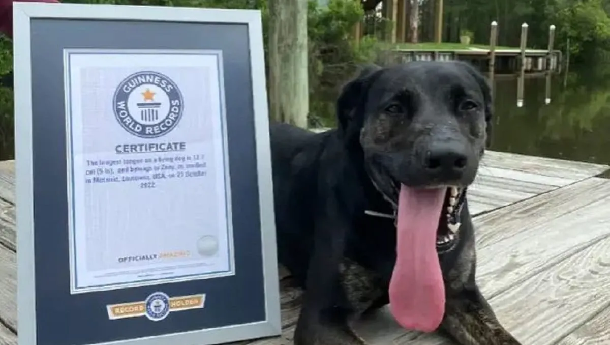 Zoey, la perrita con la lengua más larga del mundo según Record Guinness