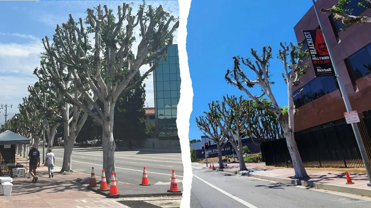 Acusan a Universal de podar árboles que daban sombra a actores en huelga