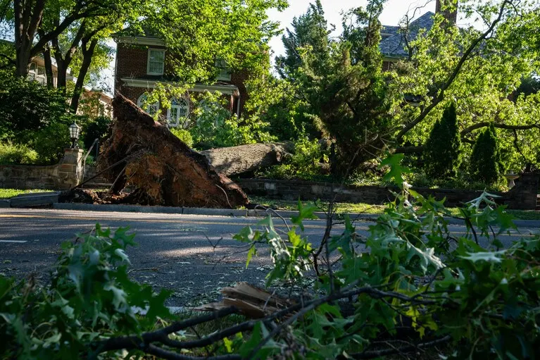 Las raíces de un árbol derribado en la avenida Massachusetts NW de Washington el domingo por la mañana, después de que violen