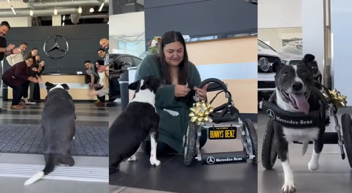 Mercedes Benz le regala una silla de ruedas a un perrito y se viraliza