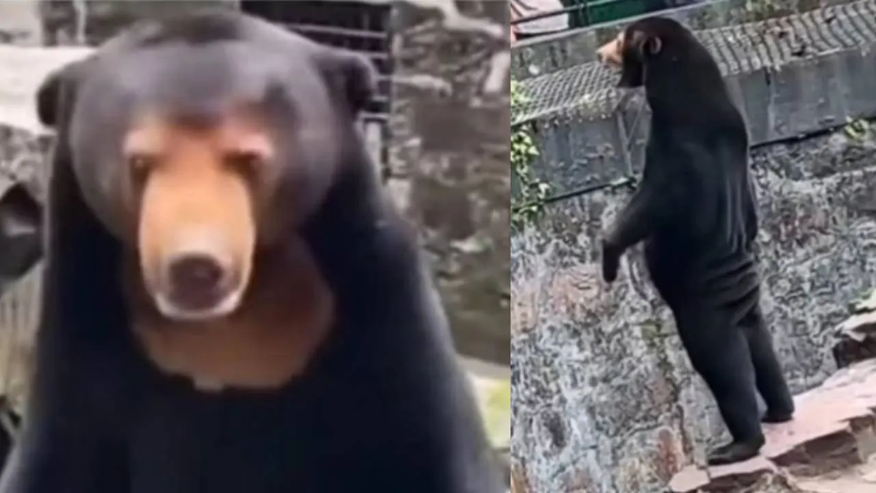 osos falsos en China