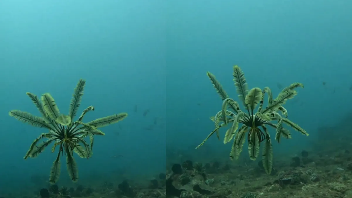 Qué es la estrella con plumas la criatura marina que se volvió tendencia en Internet