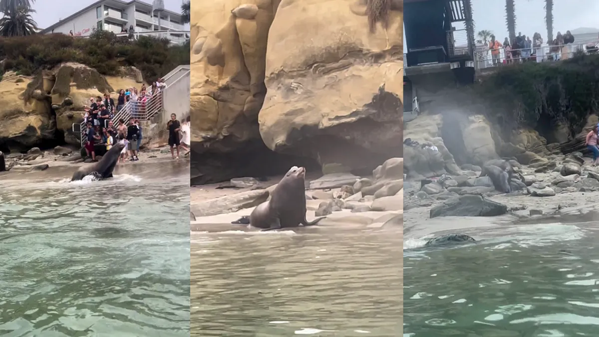 Un león marino asusta a los turistas en San Diego