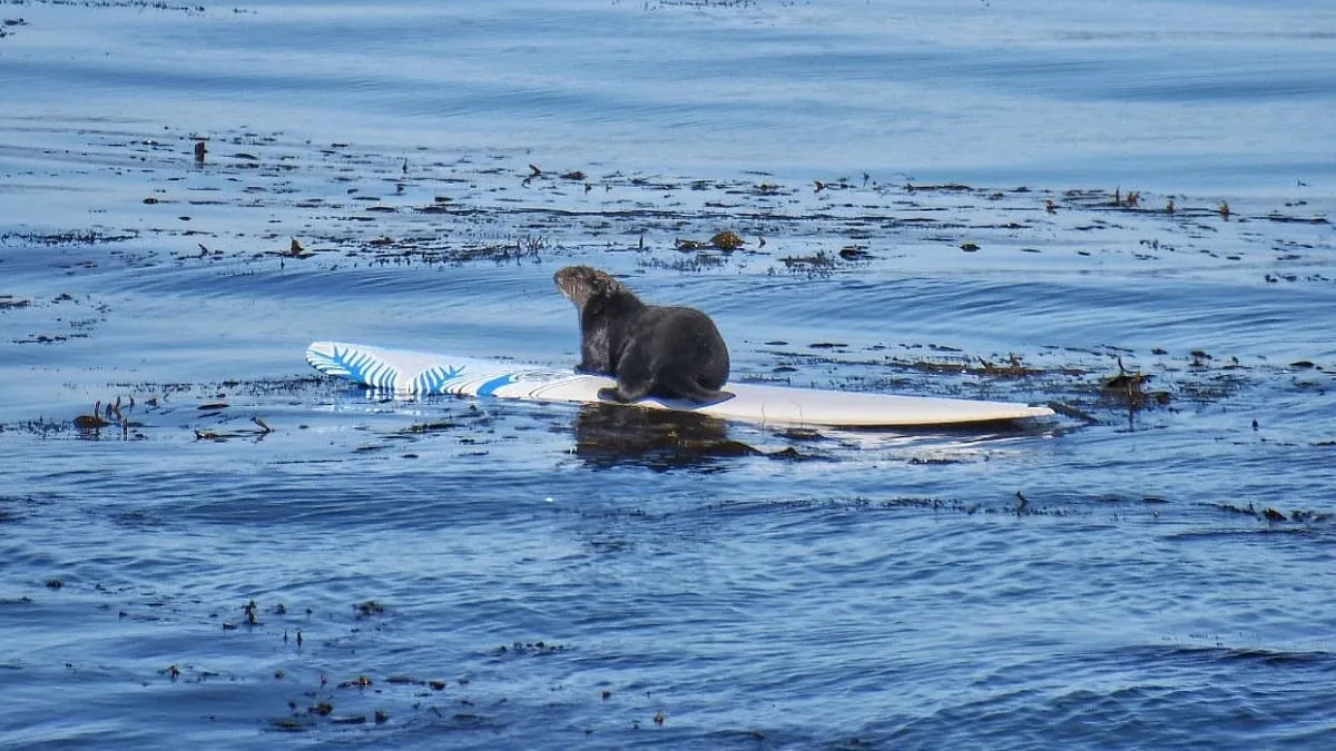 Una nutria marina se viraliza por robarle la tabla a un surfista en California