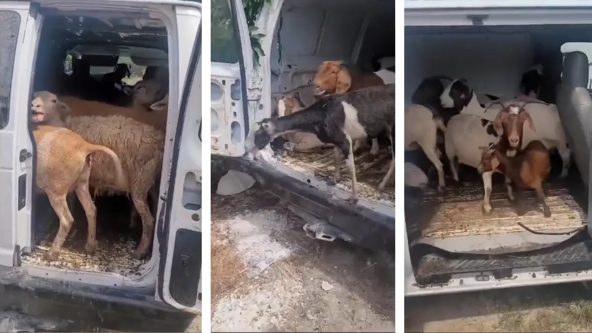 VIDEO | Descubren camioneta cargada de animales robados en Miami